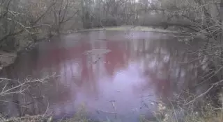 Болото с красной водой безопасно для жителей Усть-Каменогорска - экологи