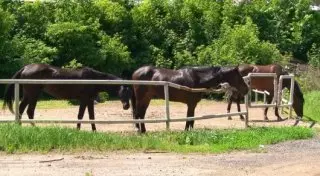 3 человека погибли в загоревшемся после столкновения с лошадьми авто в Акмолинской области