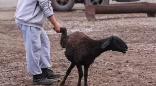Барана требовал бывший полицейский в качестве взятки в Жамбылской области