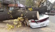 Деревом придавило иномарку в Алматы