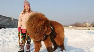 Как тибетские мастифы попали в Казахстан