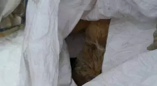 Установщики счетчиков замуровывают кошек в подвалах в Костанае