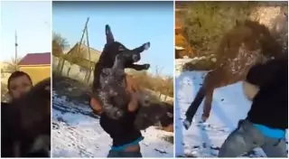 Видео издевательств над ослом изучают в МВД РК