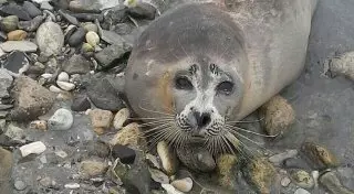 Маленькая трагедия тронула сердца жителей Актау