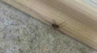 Каракурт забрался в офис одной из компаний Актау