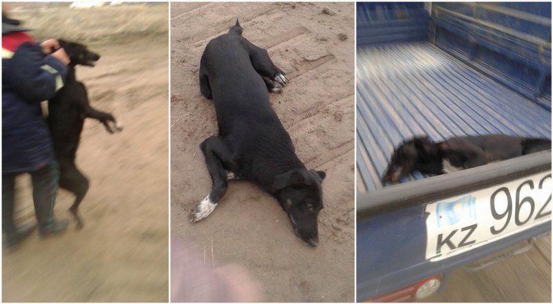 Коллаж © Tengrinews.kz