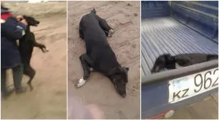 Алматинцы жалуются на чрезмерно жестокий отлов бродячих собак