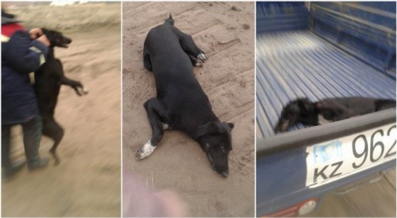 Коллаж © Tengrinews.kz
 