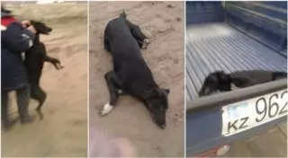 Скандал с отловом собак в Алматы прокомментировали в ветслужбе