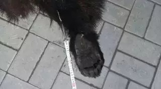 Браконьер убил медведя в Алматинской области