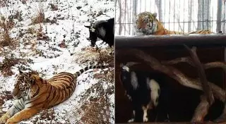 Козла бросили на съедение тигру: Никто не ожидал, что произойдет дальше