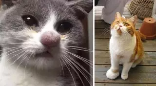 20 котов, ужаленных пчелами