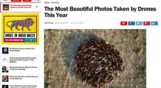 Фото баранов из Жамбылской области попало в Time
