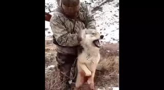 Охотник из Восточного Казахстана берет волков голыми руками