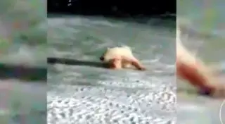 Белому медведю скормили взрывпакет на стройке Минобороны РФ в Арктике