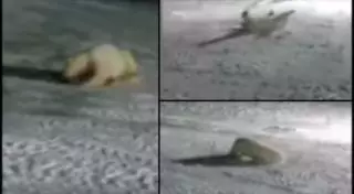 "Взорвавший" белую медведицу в Арктике рабочий отделался штрафом