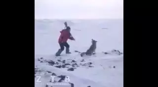 Пользователей Казнета возмутил ролик с раненым волком