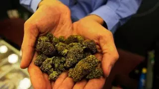 В Павлодарской области изъяли крупную партию марихуаны