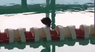 Умывающийся грызун в бассейне попал на видео в Павлодаре