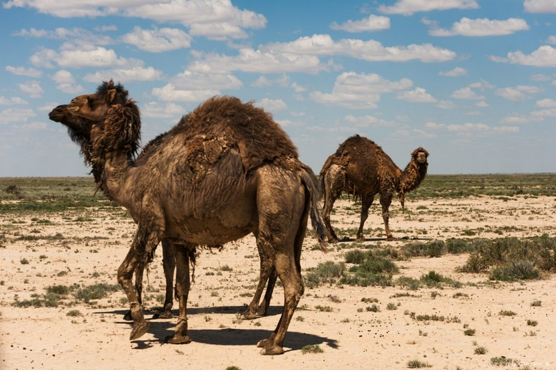 Фото Турар Казангапов©