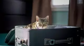 Отели с балконами для кошек и такси для собак. Где оставить животных в Алматы и Нур-Султане