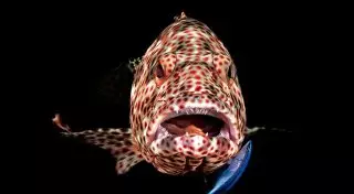 Гигантский окунь и скат-перевозчик. Красочные подводные снимки Ocean Art 2019