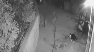 Схватка кота с тремя койотами попала на скрытую камеру