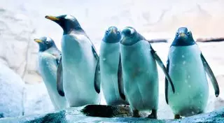 Какие пингвины могут исчезнуть из-за глобального потепления, рассказали ученые