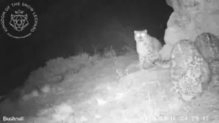 Маму-барса с котятами сняли на видео в горах Алматы