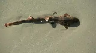 "Шагающие" акулы поразили ученых своей способностью к эволюции