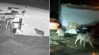 Видео с волками напугали астанчан