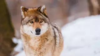 Информацию о волках в Нур-Султане проверили инспекторы