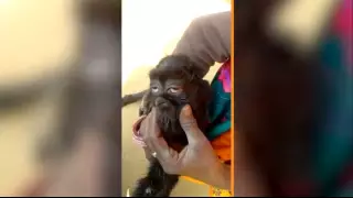 Коза-мутант с человеческим лицом родилась в Индии