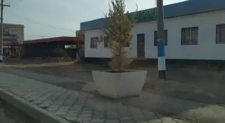 Не высохли, а поменяли цвет - акимат о высаженных деревьях в Атырауской области