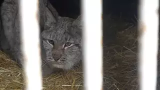 Судьбу пойманной рыси решают в Семее