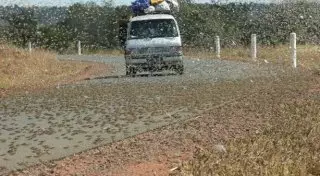 Крупнейшее за 25 лет нашествие саранчи в Африке грозит массовым голодом