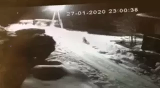 Напавший на собаку волк попал на уличную камеру