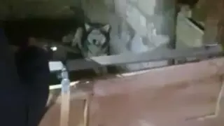 Мужчины застрелили хаски и сняли все на видео в Мангистау