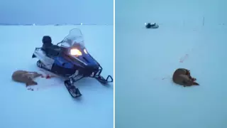 Похожие на волков собаки напугали костанайцев