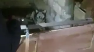 Действия убийц хаски объяснили в полиции Мангистау