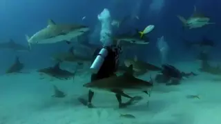 Дайверы из Ирландии утолили голод 50 акул