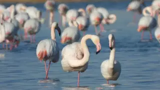 Тысячу фламинго сфотографировали в Актау