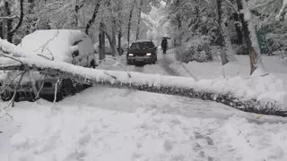 50 авто пострадали от падения деревьев в Алматы