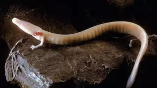 Найдено существо, которое не двигалось с места семь лет