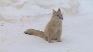 Дикий лисенок поселился в центре Усть-Каменогорска