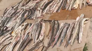 Более 500 килограммов рыбы осетровых пород изъяли у жителя Мангистау