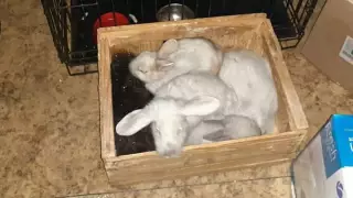 Животные погибли в зоопарке Павлодара: выясняются причины пожара