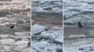 Новорожденного детеныша тюленя сняли на видео в Мангистау