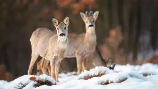 Челлендж по спасению косуль. Очередное животное забрело в Семей