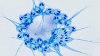 Обнаружено первое в мире животное, которому не нужно дышать, чтобы жить